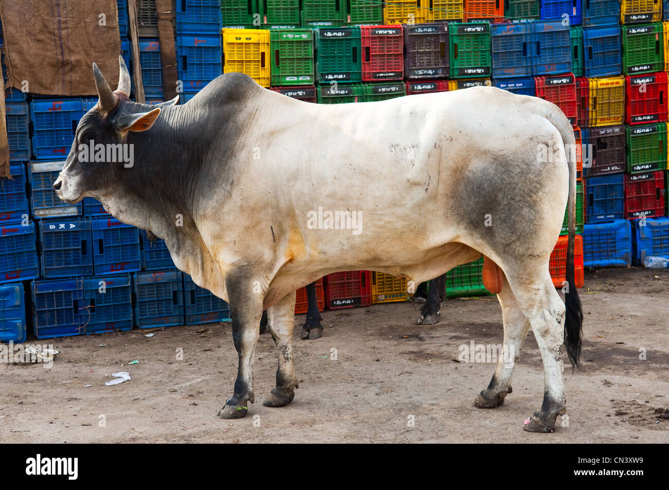 Una mucca in piedi davanti di una pila di casse in India Foto Stock
