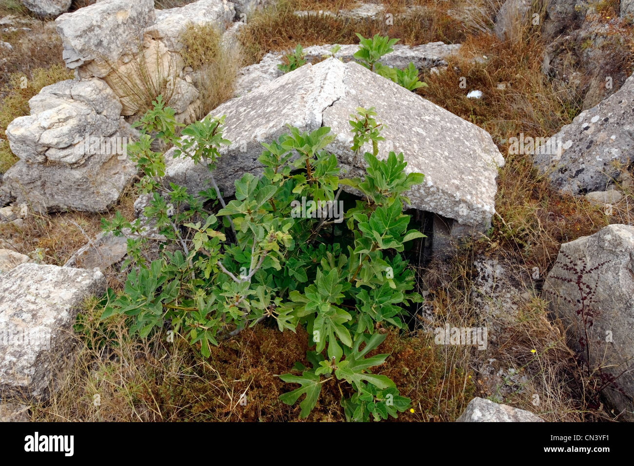 Cirene. La Libia. Vista del possibile sito della tomba di Battus chi è stato il fondatore e primo re di Cirene. Situato dietro il Foto Stock