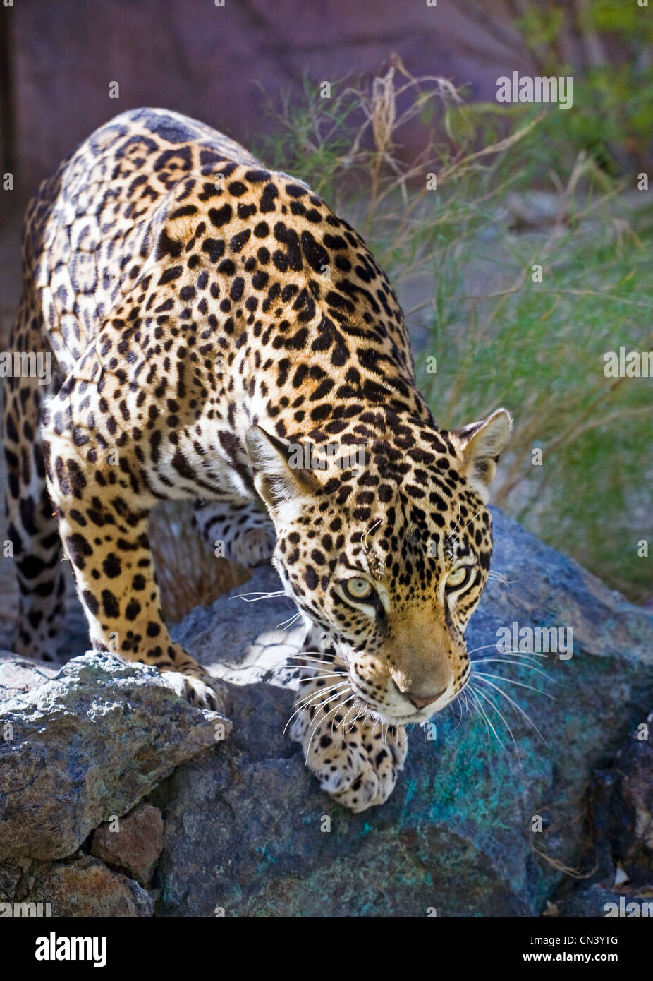 Una giovane donna giaguaro stocchi tranquillamente il Messico meridionale bush in cerca di prede Foto Stock