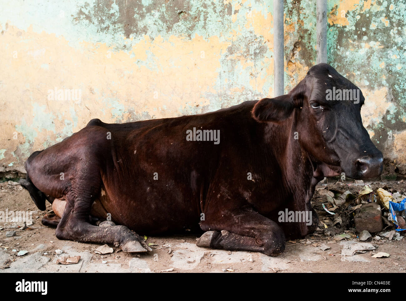 Una mucca si siede in un Indiano strada laterale Foto Stock