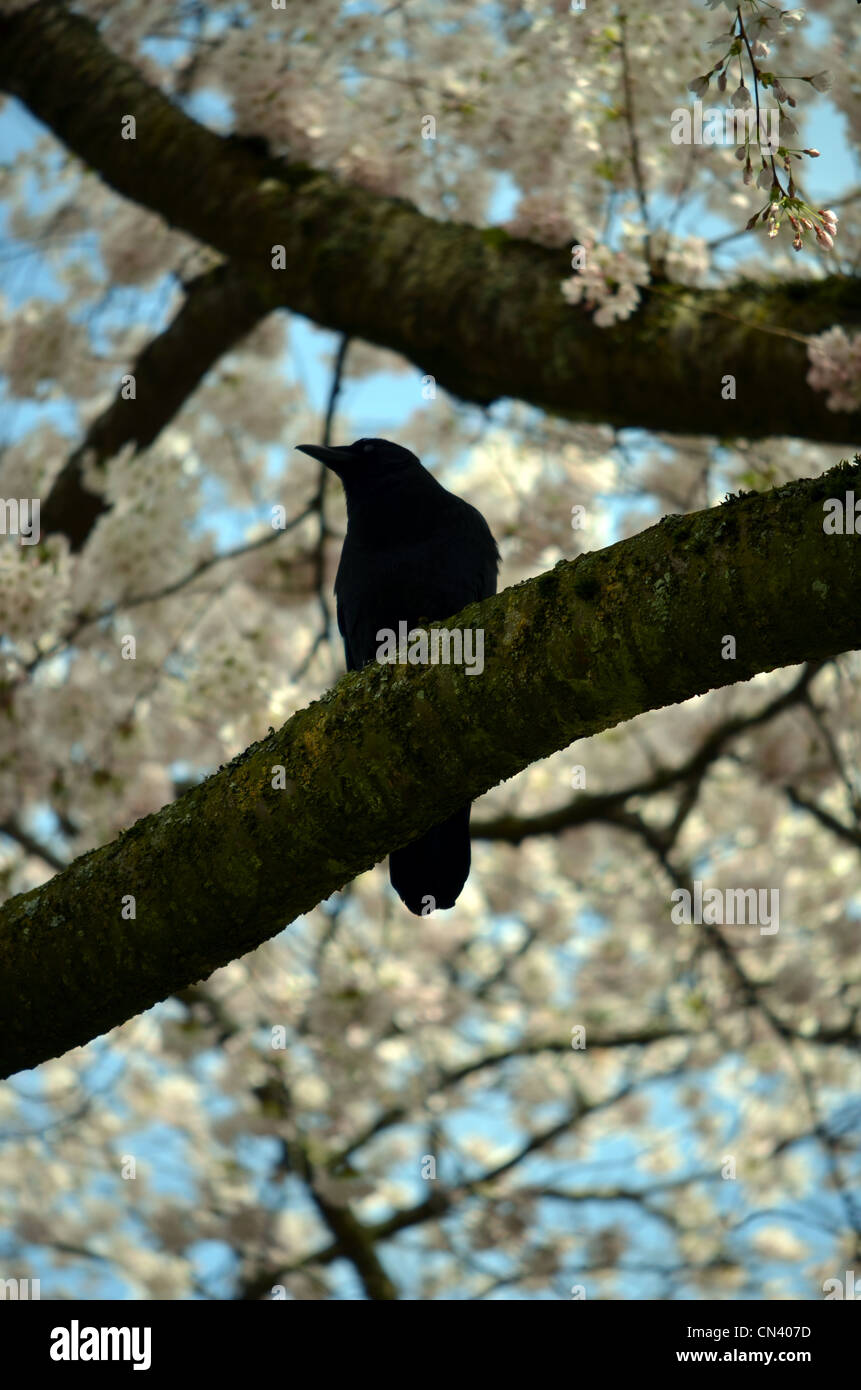 La fioritura dei ciliegi in fiore con uccello su albero Foto Stock