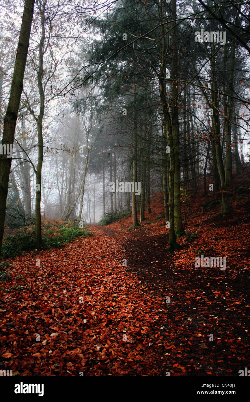 Un sentiero attraverso il bosco in un freddo, nebbiose giornate d'autunno. Foto Stock