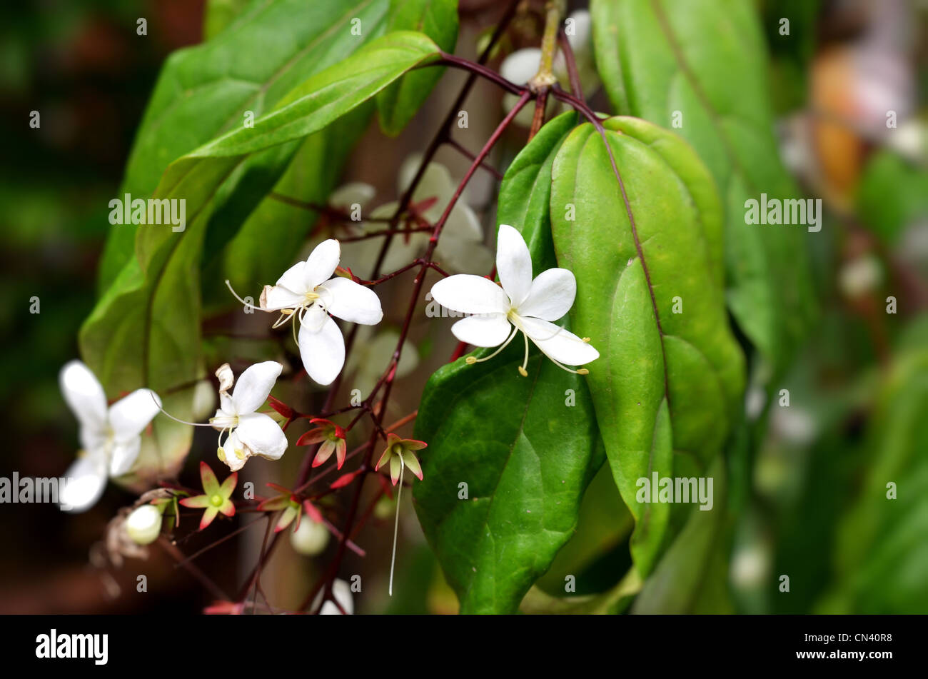 Fiore bianco in giardino (Clerodendrum smithianum) Foto Stock