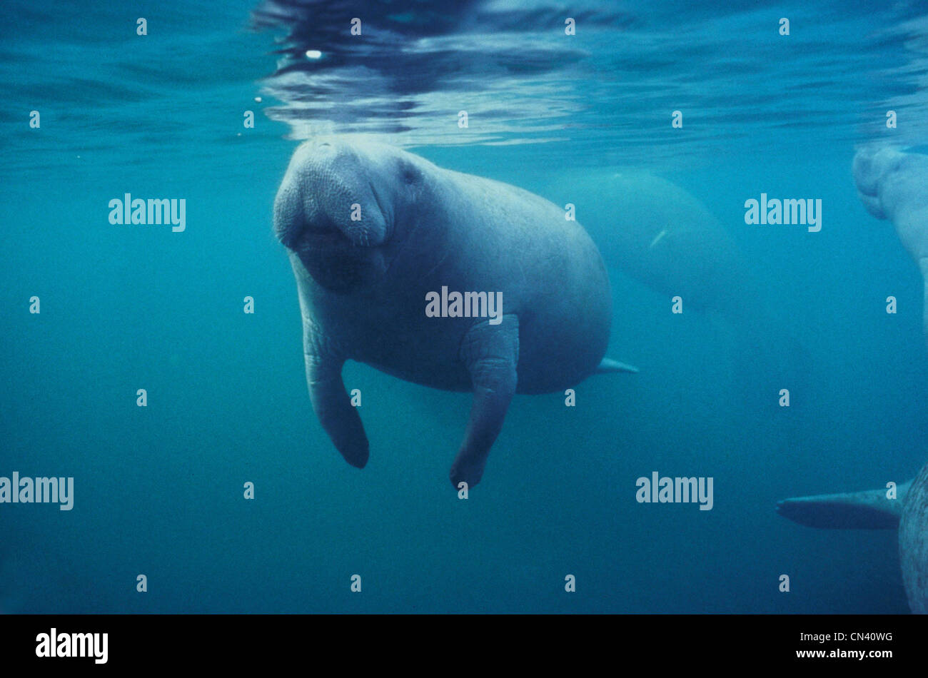 lamantino Florida Foto Stock