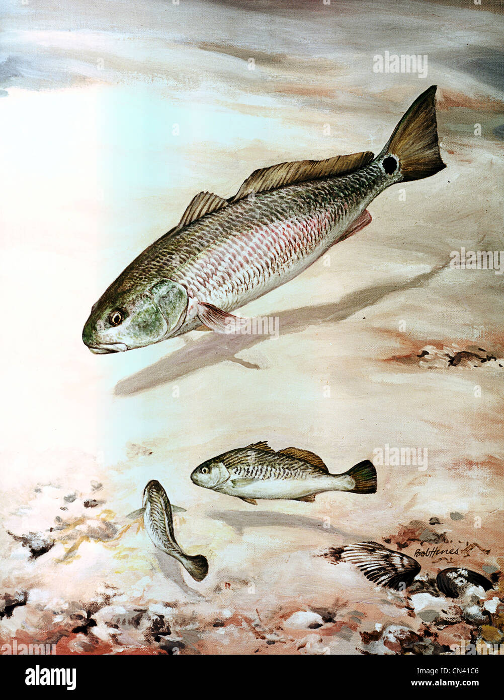 Il canale bass, Sciaenops ocellatus Foto Stock