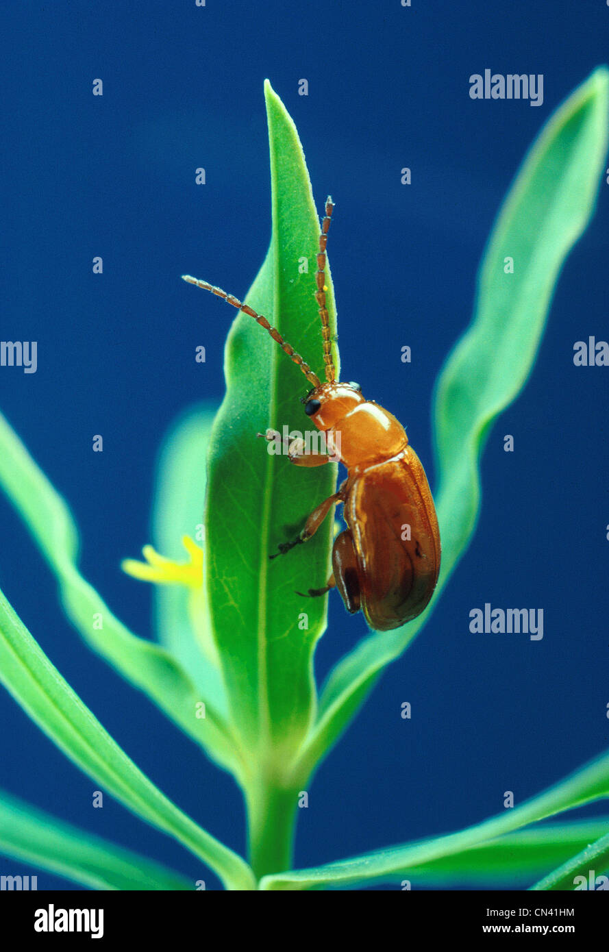 Aphthona flava flea beetle alimentazione su euforbia frondosi Foto Stock