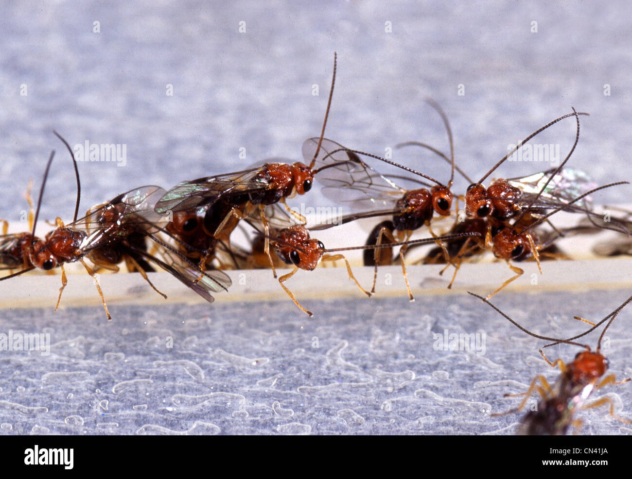 Biosteres arisanus vespe iniettare le loro uova in oriental mosca della frutta uova Foto Stock