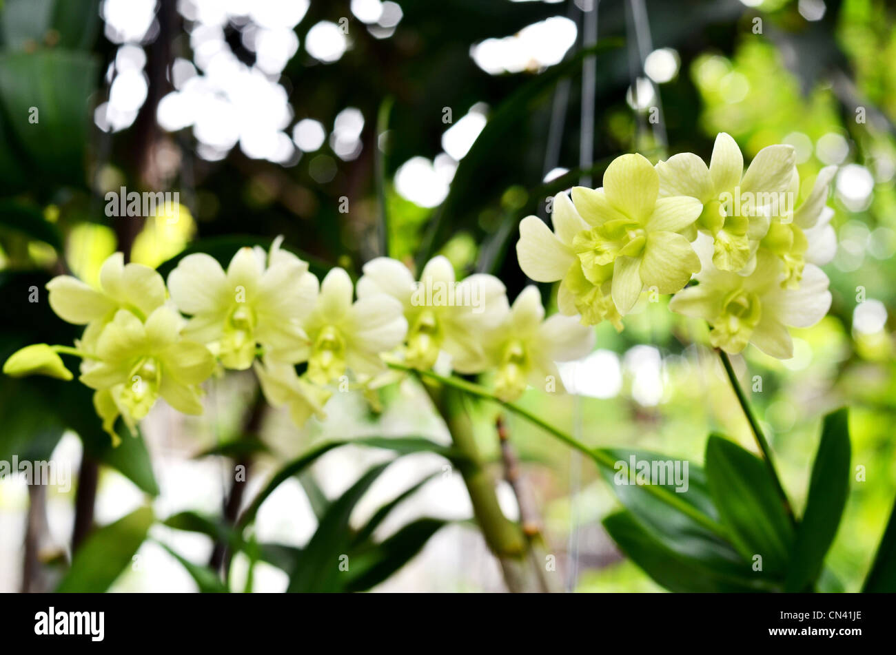 Nuevo green dendrobium orchidee in giardino Foto Stock