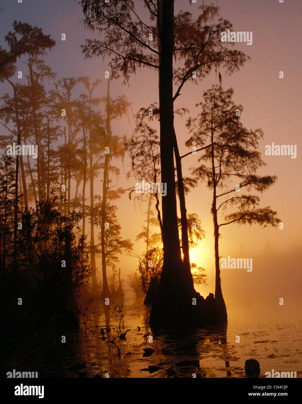 Okefenokee National Wildlife Refuge, Georgia Foto Stock