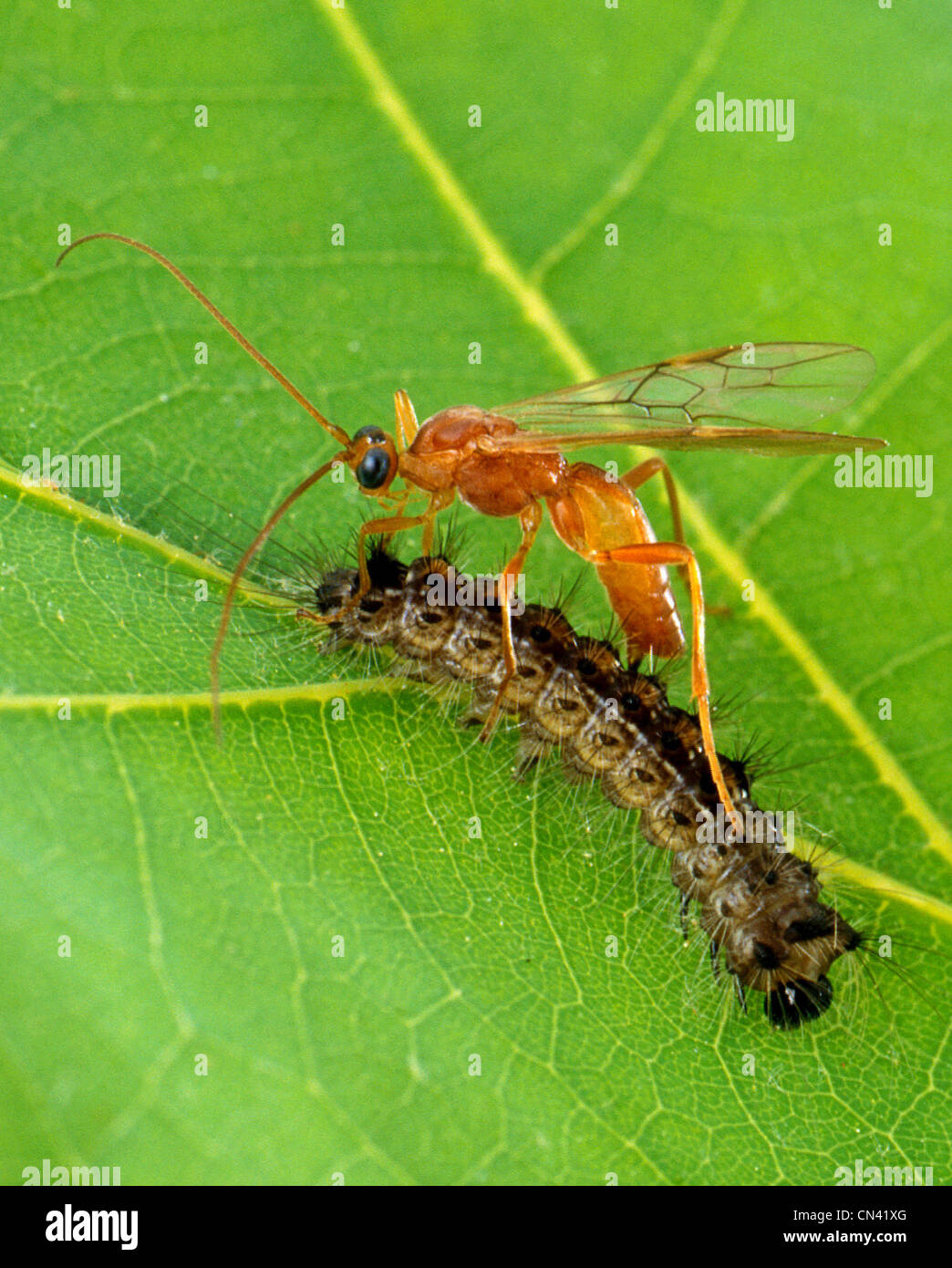 Wasp parasitizing un caterpillar. Aleiodes indiscretus wasp parasitizing un Gypsy Moth caterpillar Foto Stock