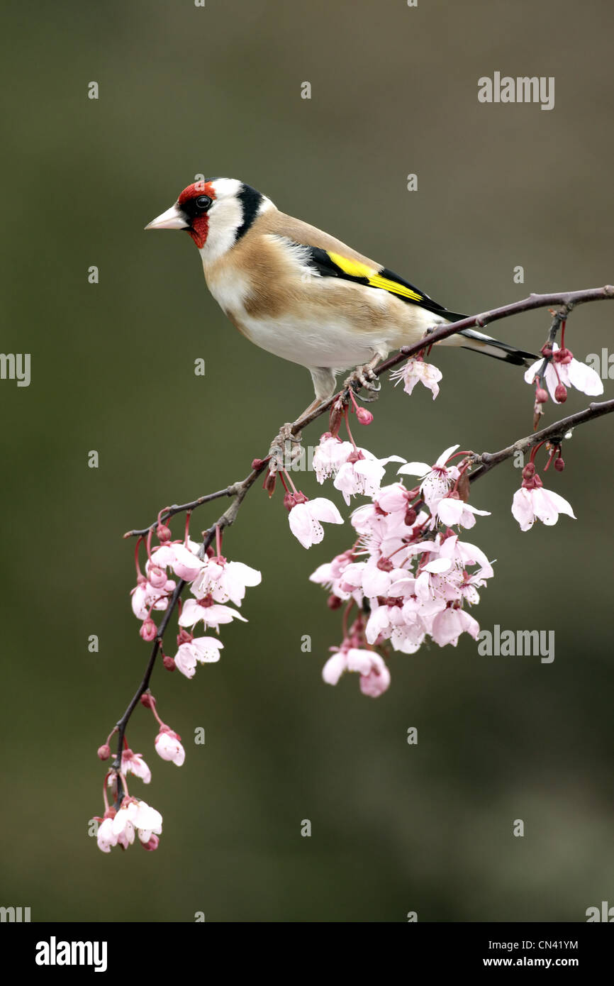 Cardellino, Carduelis carduelis, singolo uccello su blossom, Warwickshire, Marzo 2012 Foto Stock