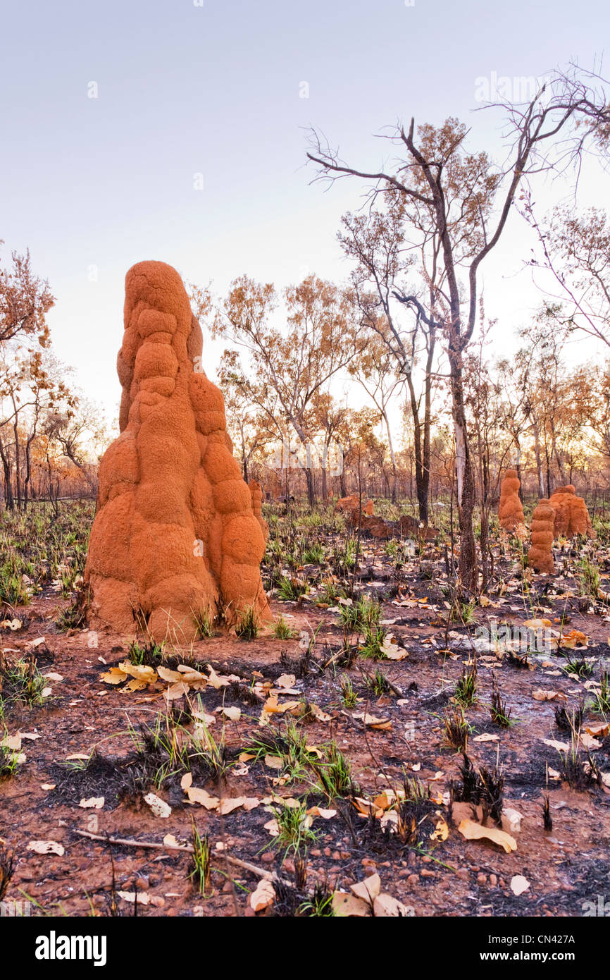 Termite mound in una zona di outback Territorio del Nord, l'Australia, che è stata bruciata dal bushfire. Foto Stock