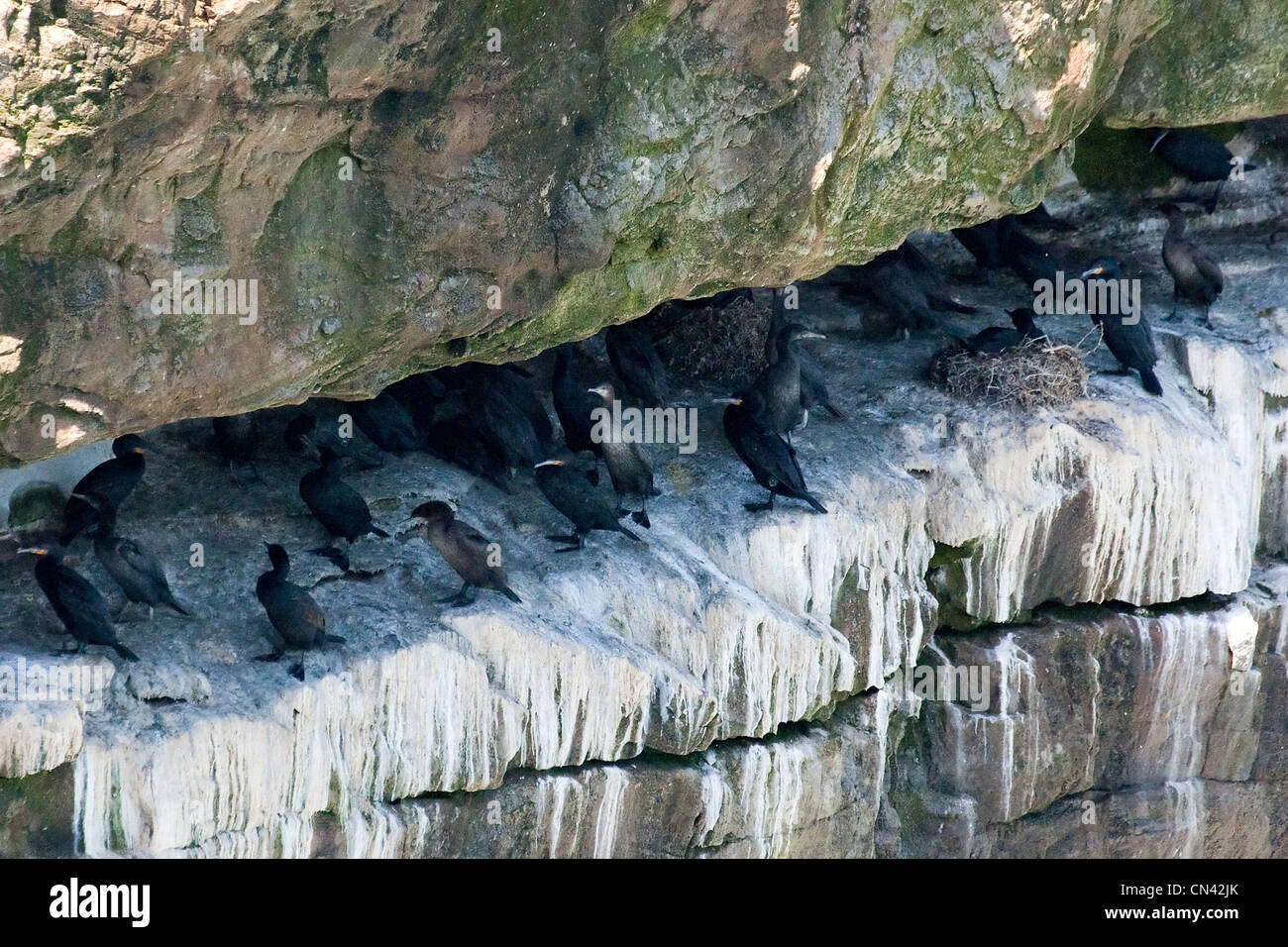 Cape cormorano o Cape shag, Phalacrocorax capensis, Capo di Buona Speranza, Cape Peninsula, Sud Africa Foto Stock