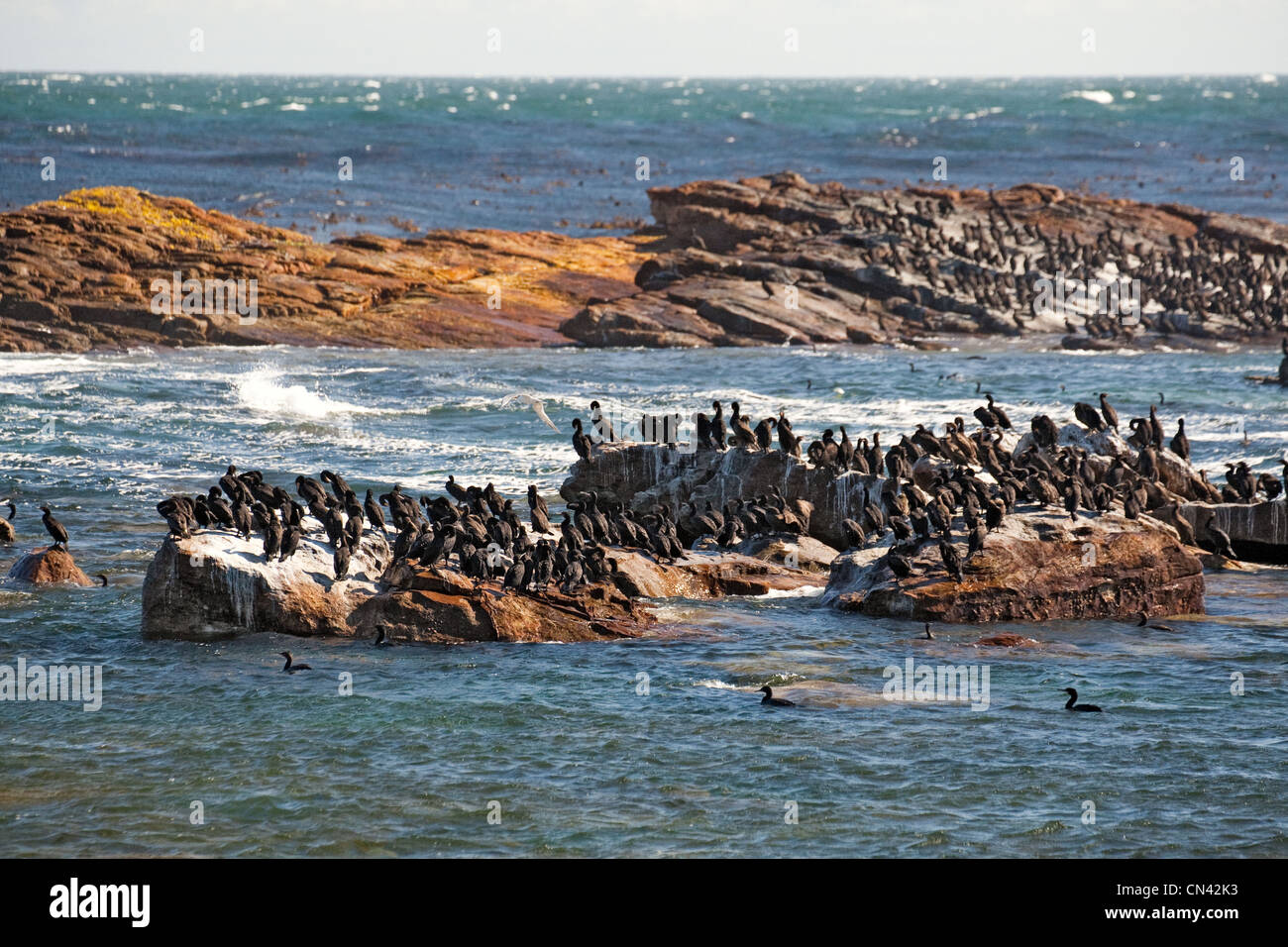 Cape cormorano o Cape shag, Phalacrocorax capensis, Capo di Buona Speranza, Cape Peninsula, Sud Africa Foto Stock