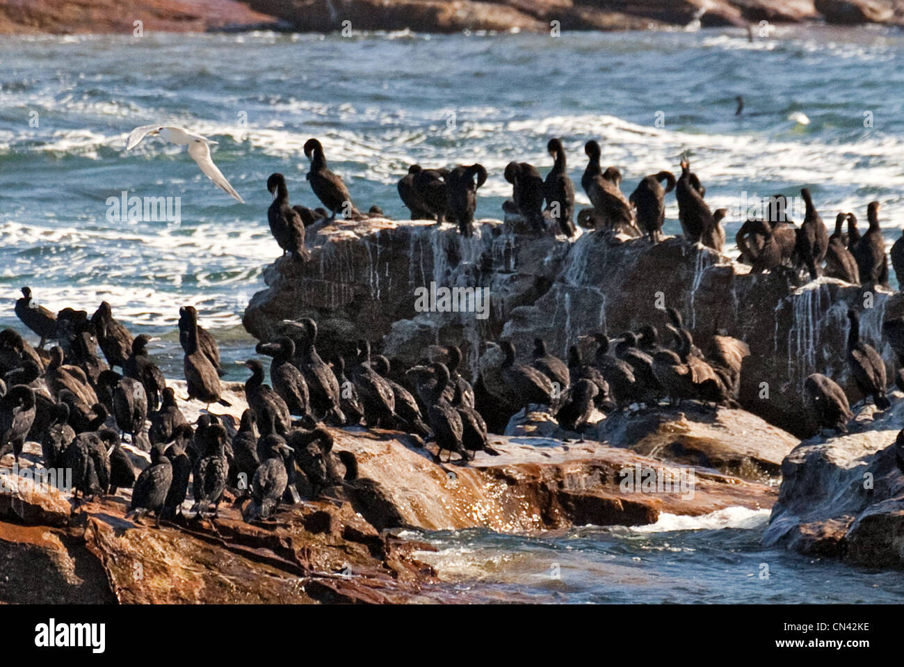 Cape cormorano o Cape shag, Phalacrocorax capensis, Capo di Buona Speranza, Cape Peninsula, Sud Africa Foto Stock