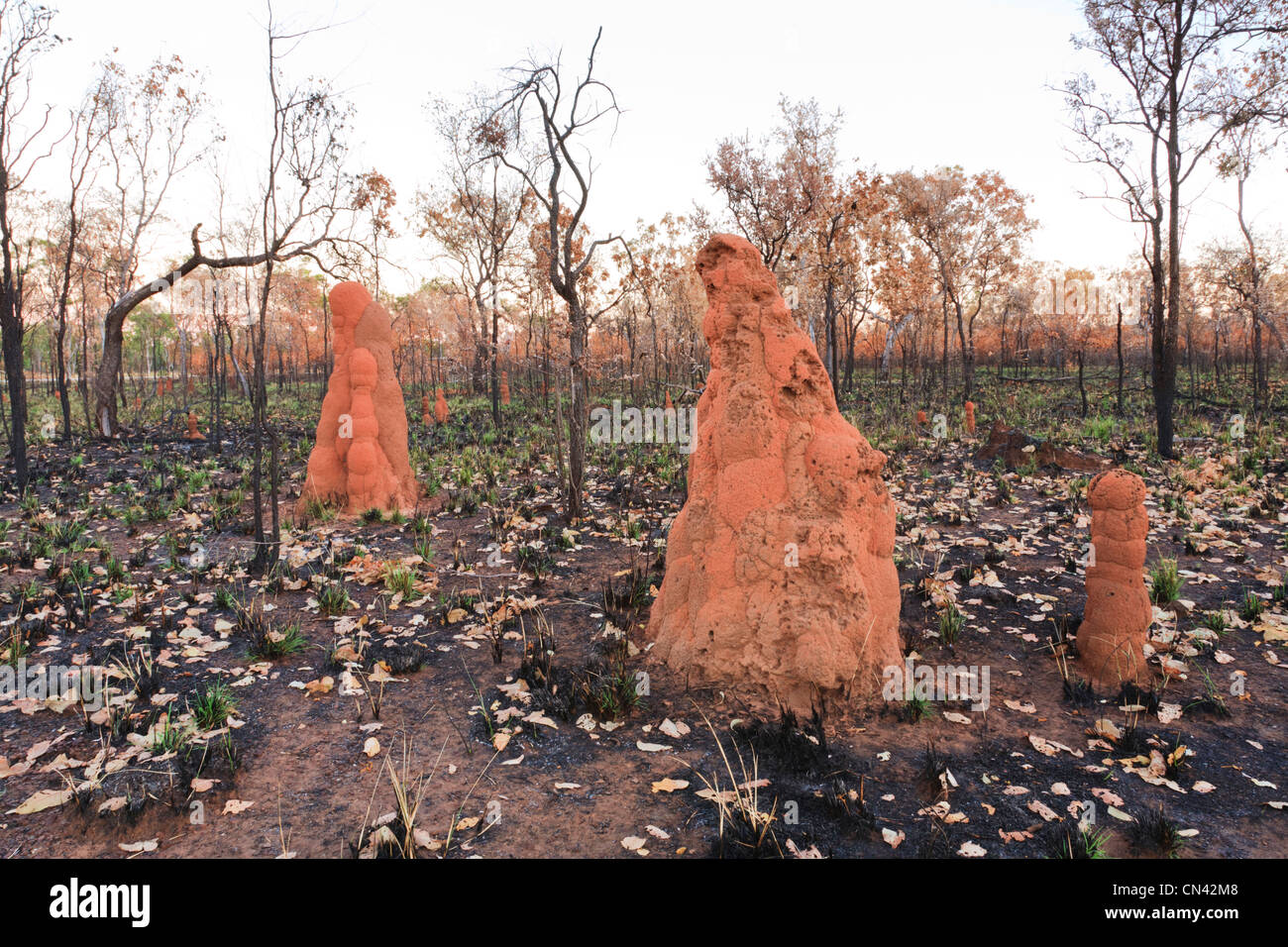 Termite mound in una zona di outback Territorio del Nord, l'Australia, che è stato bruciato dal fuoco di bush. Foto Stock