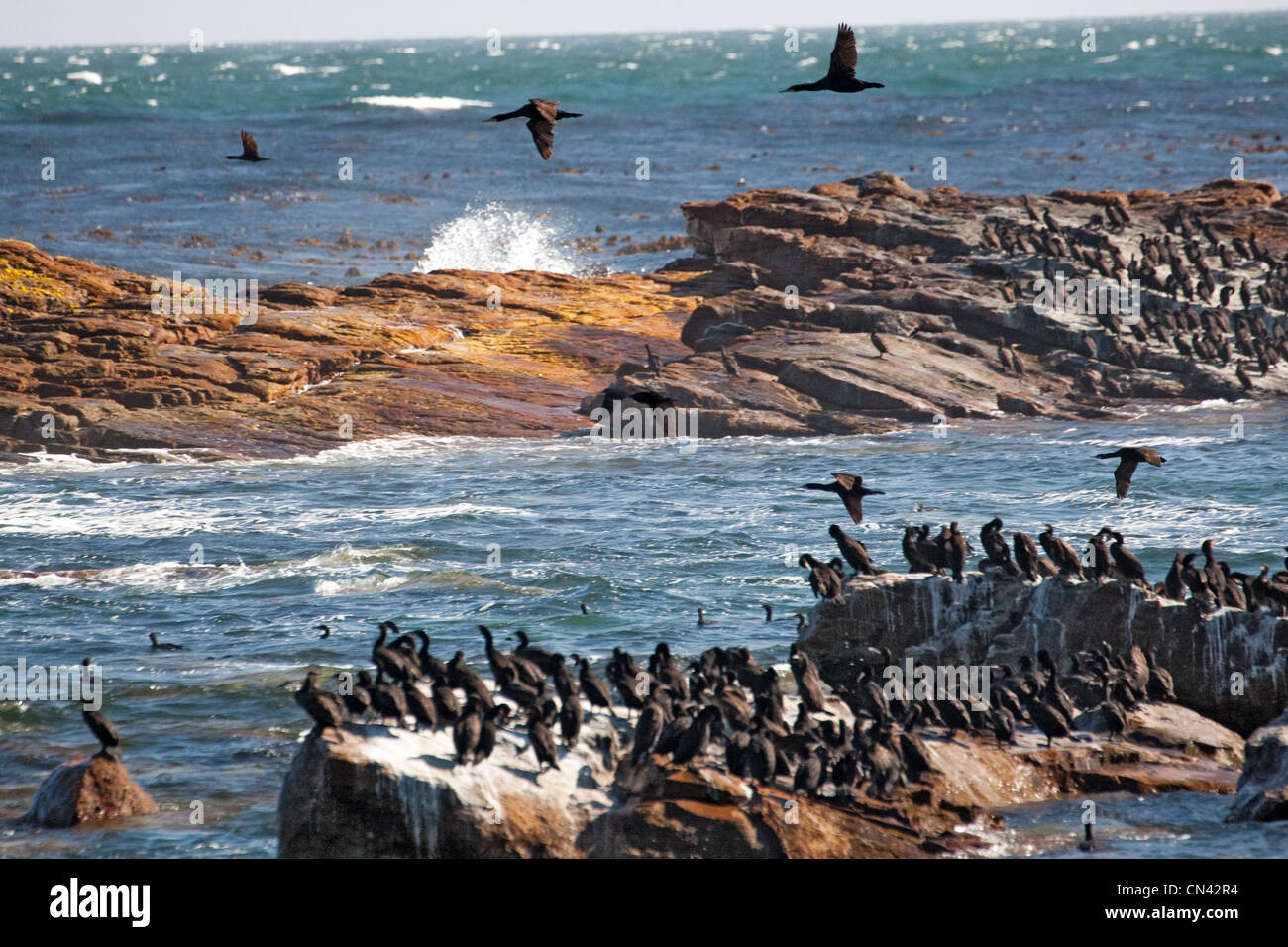 Cape cormorano o Cape shag, Phalacrocorax capensis, Capo di Buona Speranza, Cape Peninsula, Sud Africa Foto Stock