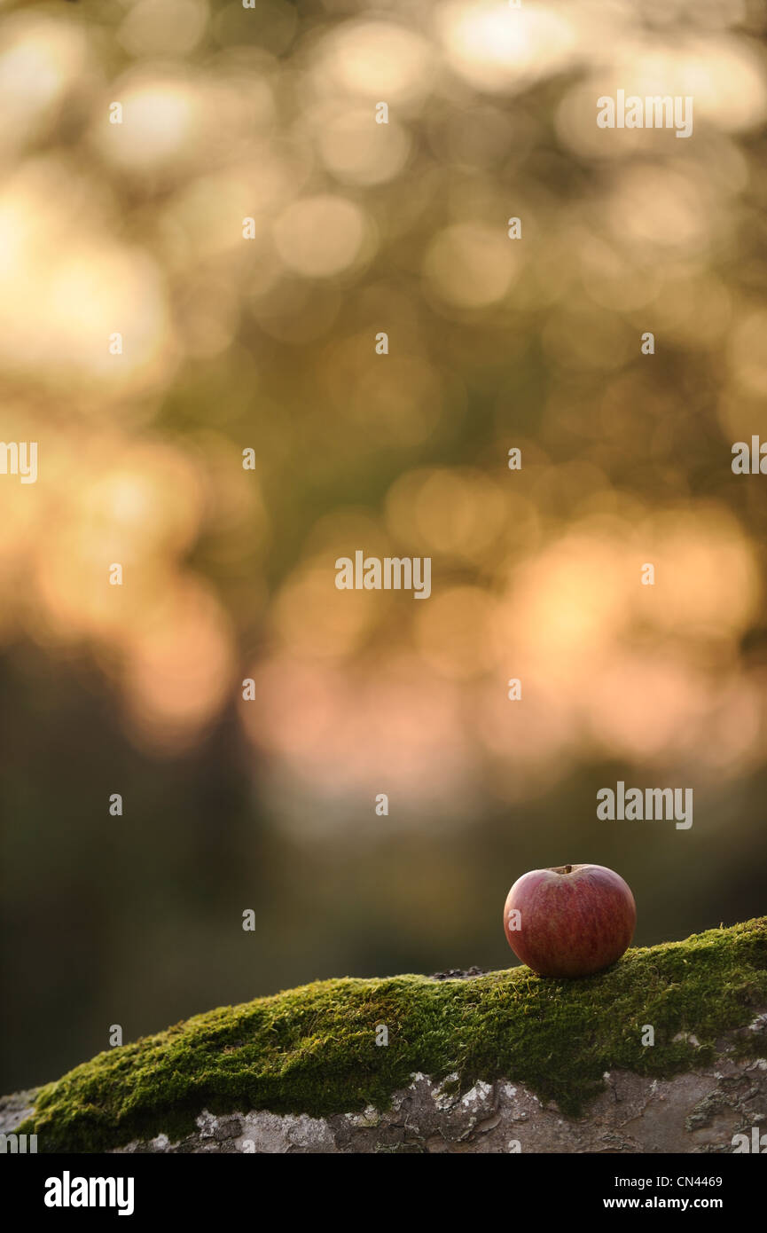 Un apple poggiante su un tronco di albero in un frutteto sui livelli di Somerset, Regno Unito. Foto Stock
