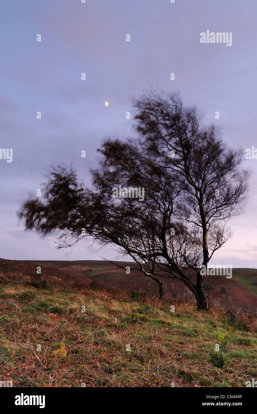 Una coppia di alberi al vento sulla pianura di fiocco, Quantocks, Somerset, Regno Unito. Foto Stock