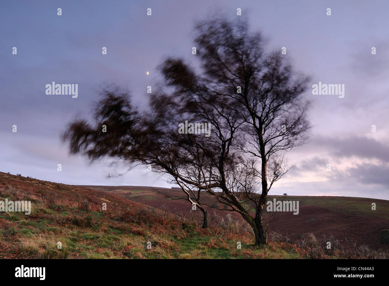 Una coppia di alberi al vento sulla pianura di fiocco, Quantocks, Somerset, Regno Unito. Foto Stock