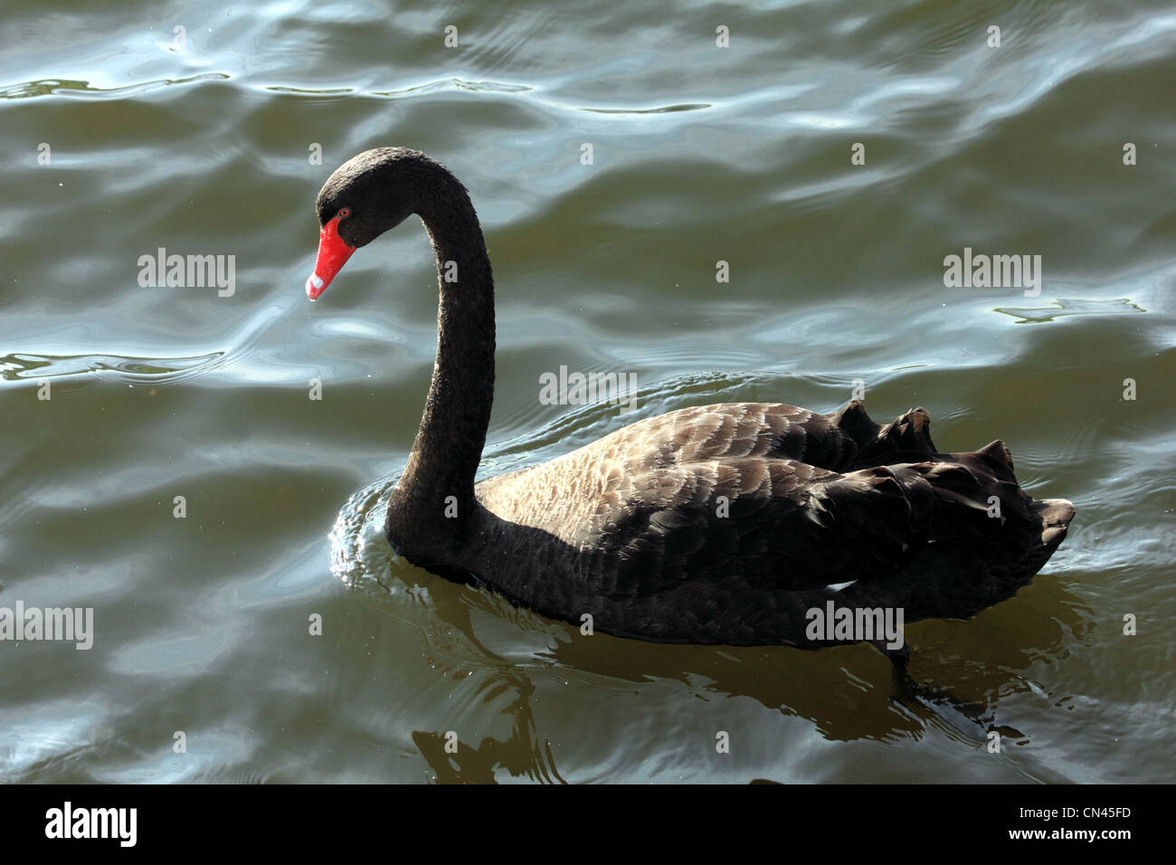 Cigno Nero Cygnus atratus famiglia anatidi Foto Stock