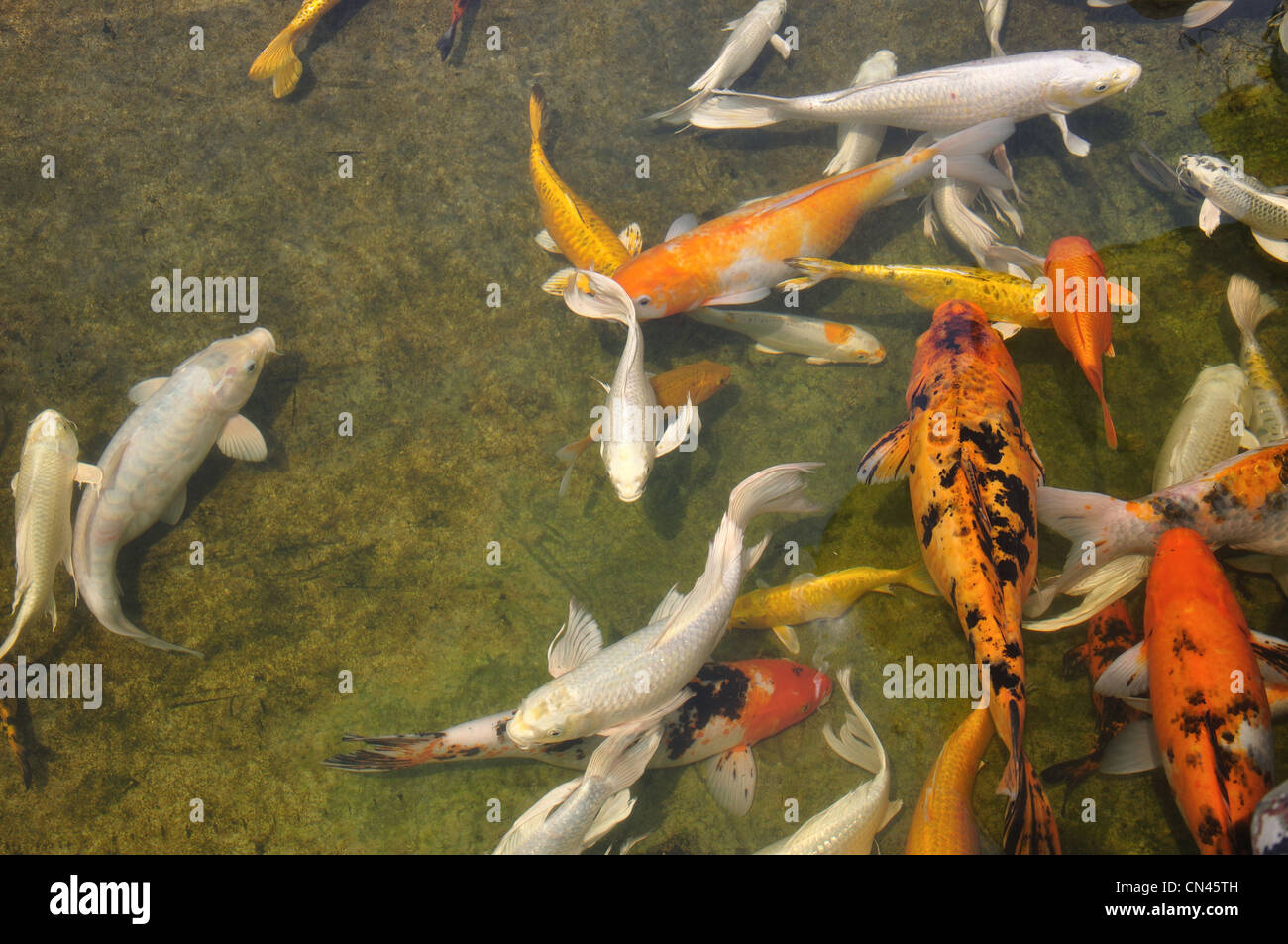 Colorate in koi pond al Wat Rong Khun tempio, Chiang Rai, provincia di Chiang Rai, Thailandia Foto Stock