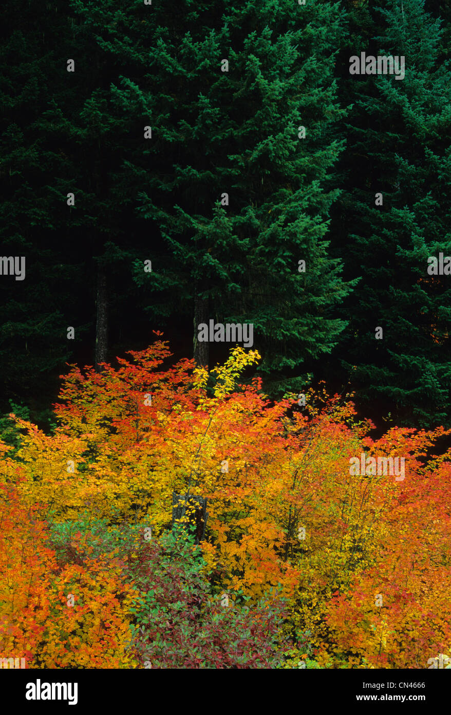 I colori dell'autunno in Manning Provincial Park, British Columbia Foto Stock