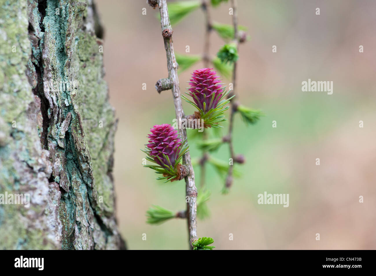 Larix decidua. Larice fiore femmina in primavera Foto Stock