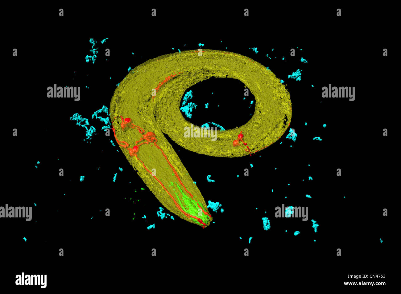 Nematodi () nematode Caenorhabditis elegans. Foto Stock