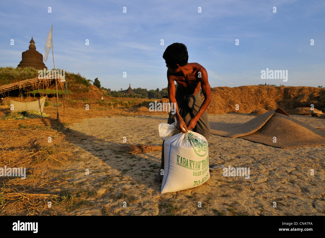 Myanmar (Birmania), Stato di Rakhine (Arakan), Mrauk U, la trebbiatura del riso con animali Foto Stock