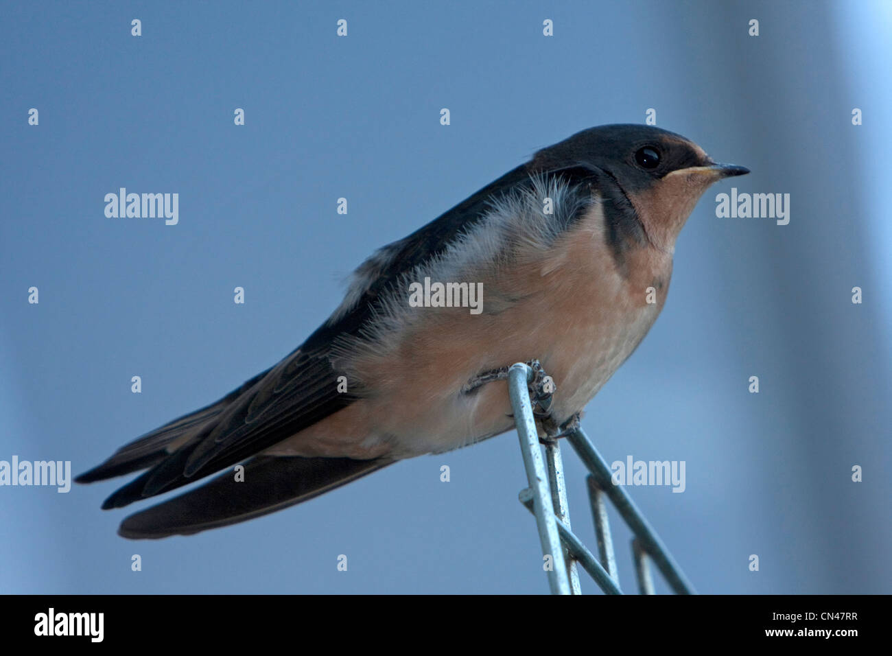 Un Fienile Swallow (Hirundo rustica) arroccato su un'antenna TV al Bute ingresso, BC, Canada nel mese di settembre Foto Stock