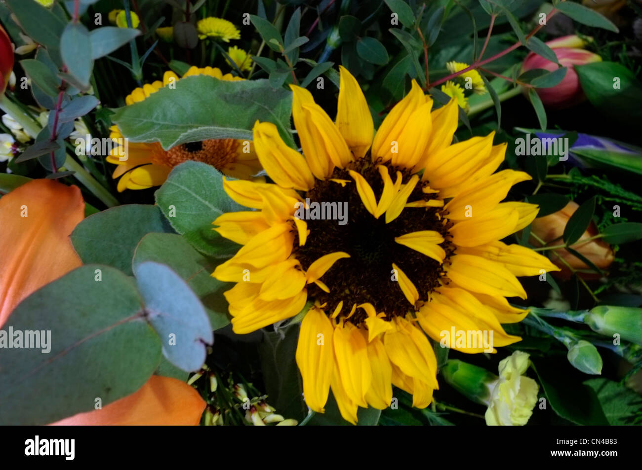 Girasoli fiore pianta annuale kent Regno Unito 2012 Foto Stock