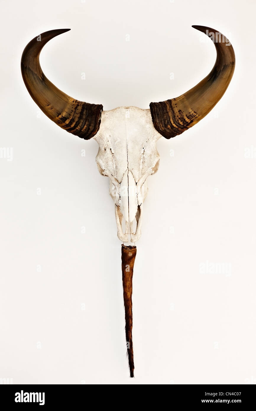 Teschio Di Toro Decorativo In Poliresina - Trofeo Da Parete, 45 Cm, Adatto Per Interni Ed Esterni - Foto 7