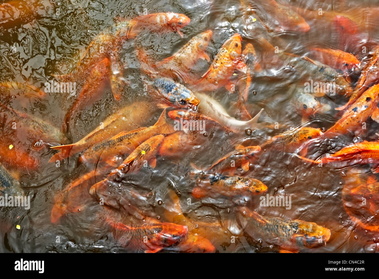 Carpe Koi in stagno, il Palazzo Imperiale, la tonalità, il Vietnam , Vietnam Foto Stock