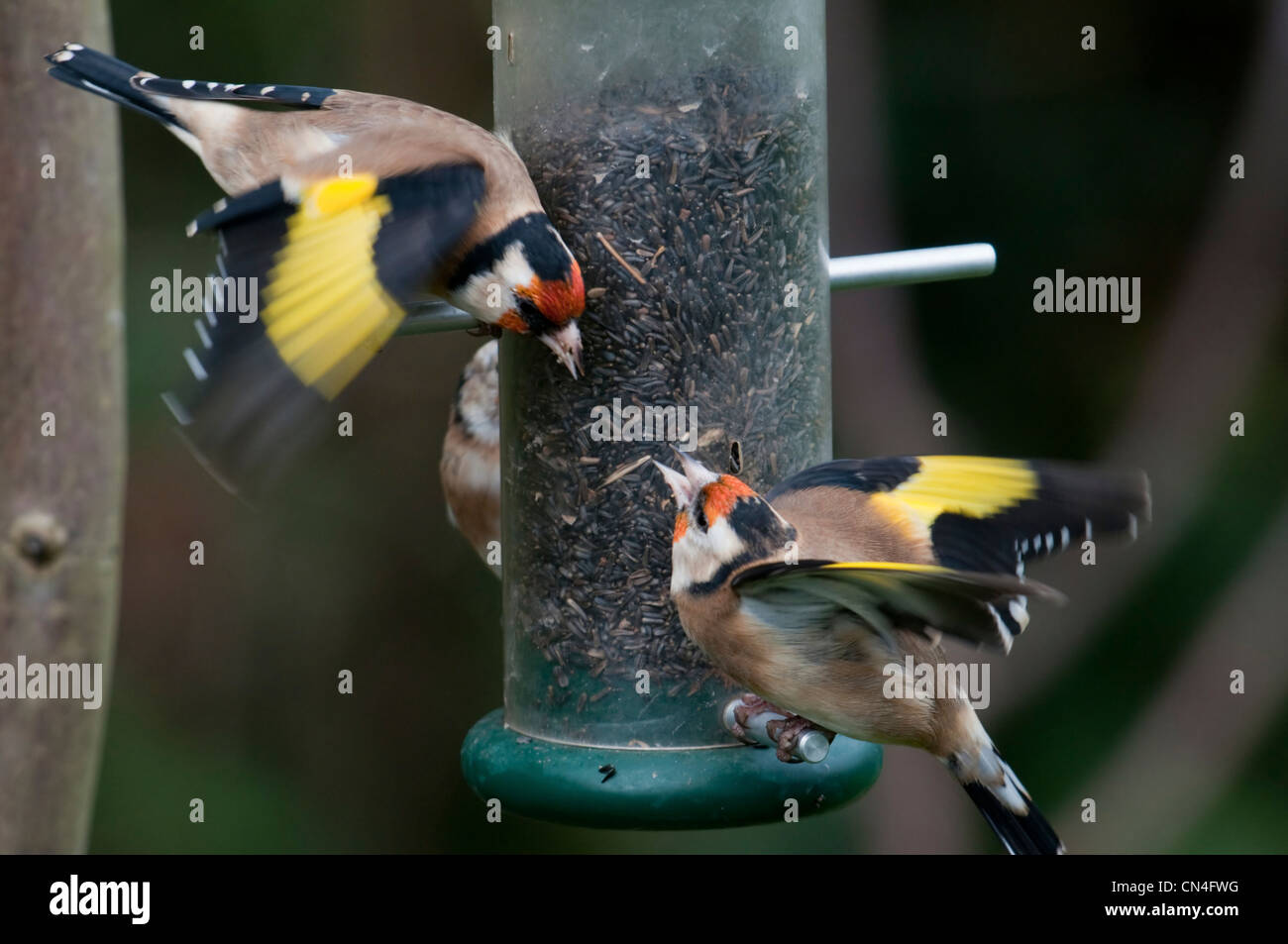 Cardellini litigando sul seme nyger alimentatore. Hastings, Sussex, Regno Unito Foto Stock