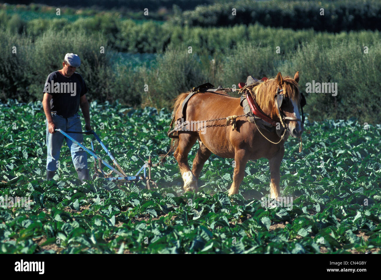 Francia, Finisterre, Ile de Batz, agricoltore Foto Stock