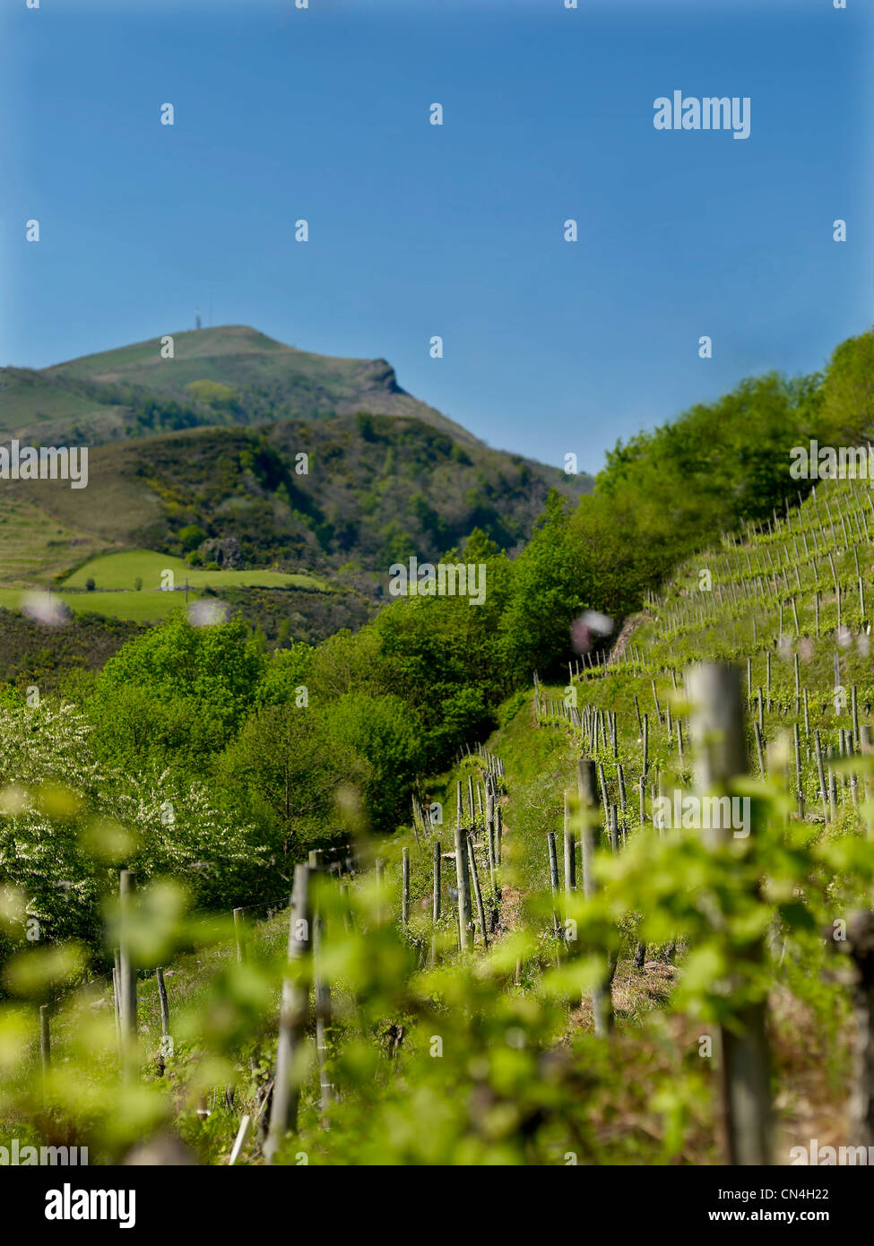 Francia, caratteristica: Margeon illumina il vino, i vigneti nel Sud-Ouest Foto Stock