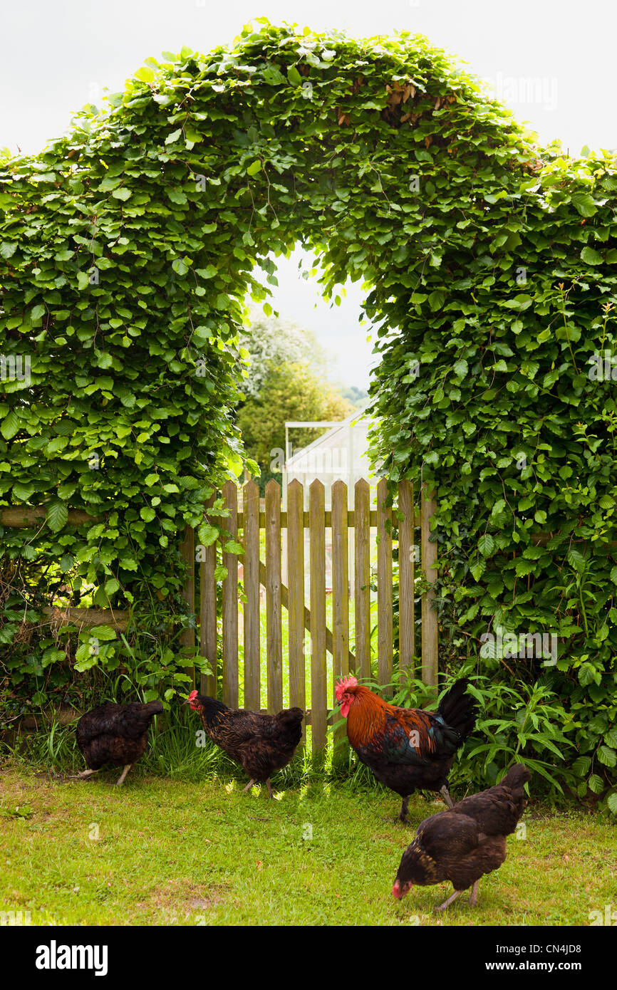 Free Roaming polli in giardino Foto Stock