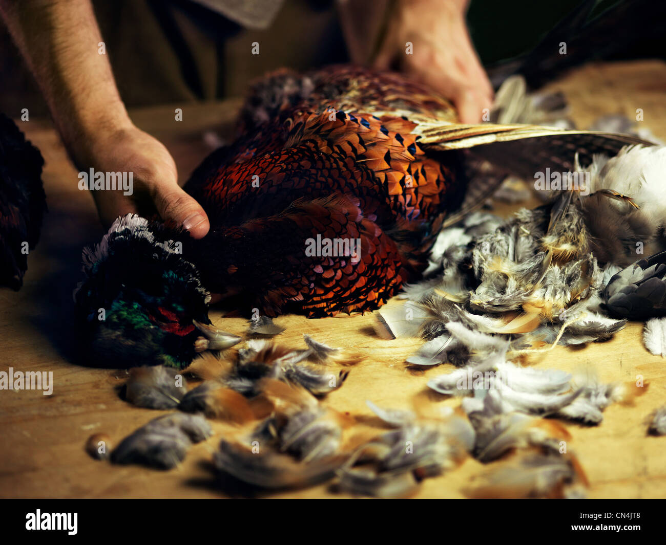 La preparazione di un fagiano Foto Stock