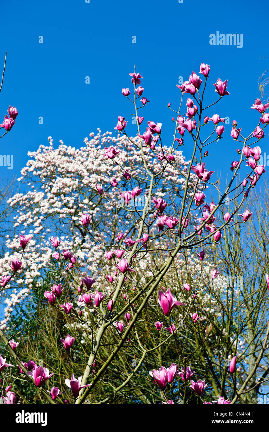 Saville Gardens,Narcisi,Narciso,magnolie,Windsor Great Park,Saville Gardens,Virginia Water,Berkshire, Regno Unito Foto Stock