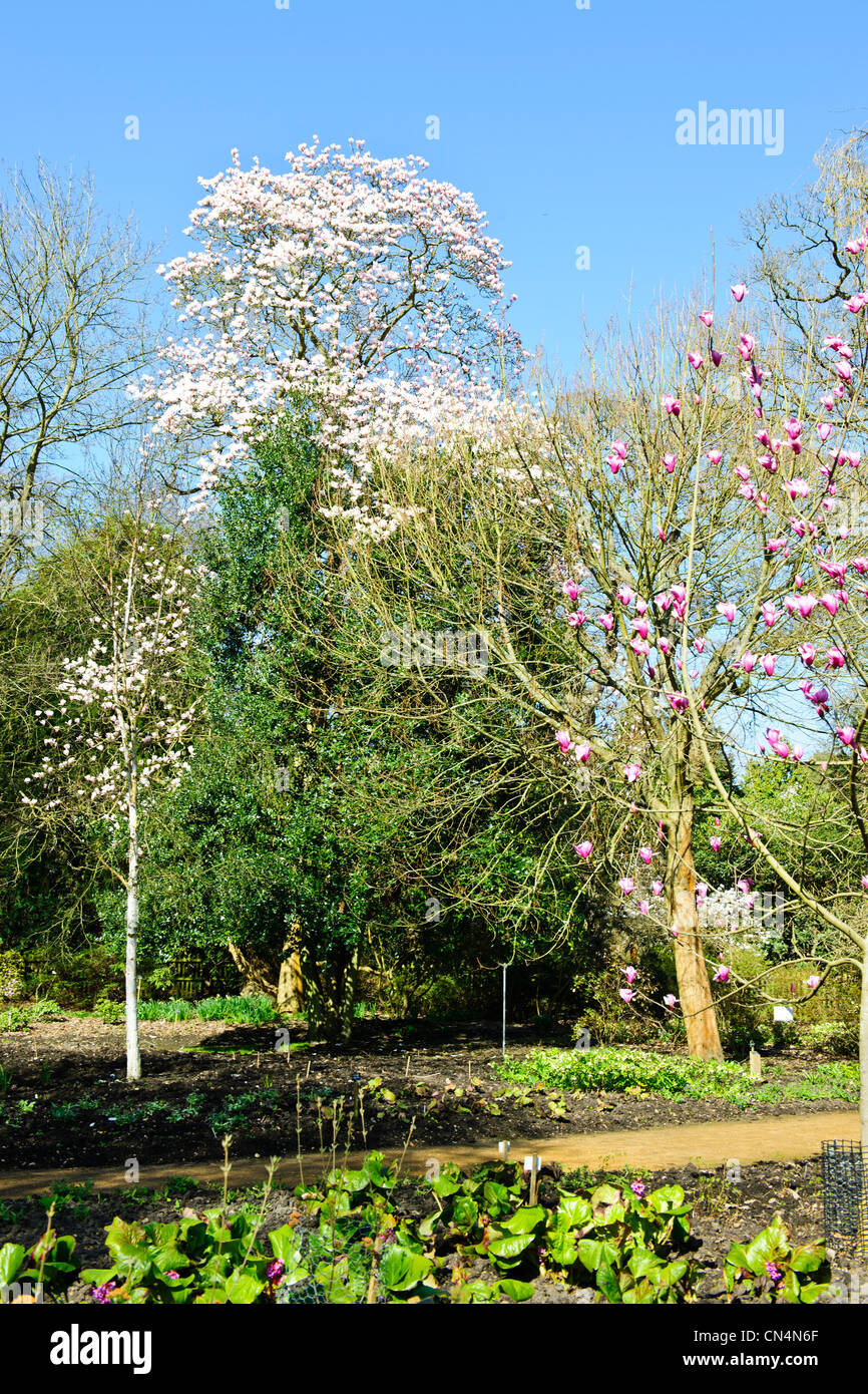 Saville Gardens,Narcisi,Narciso,magnolie,Windsor Great Park,Saville Gardens,Virginia Water,Berkshire, Regno Unito Foto Stock