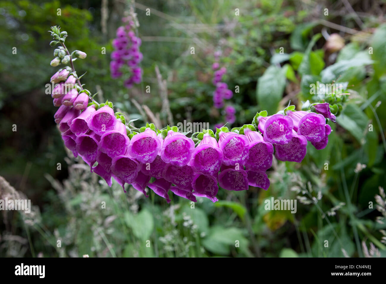 Il Cile, Patagonia, Magallanes e Antartide regione cilena, Ultima Esperanza provincia, Parco Nazionale Torres del Paine, il Foto Stock