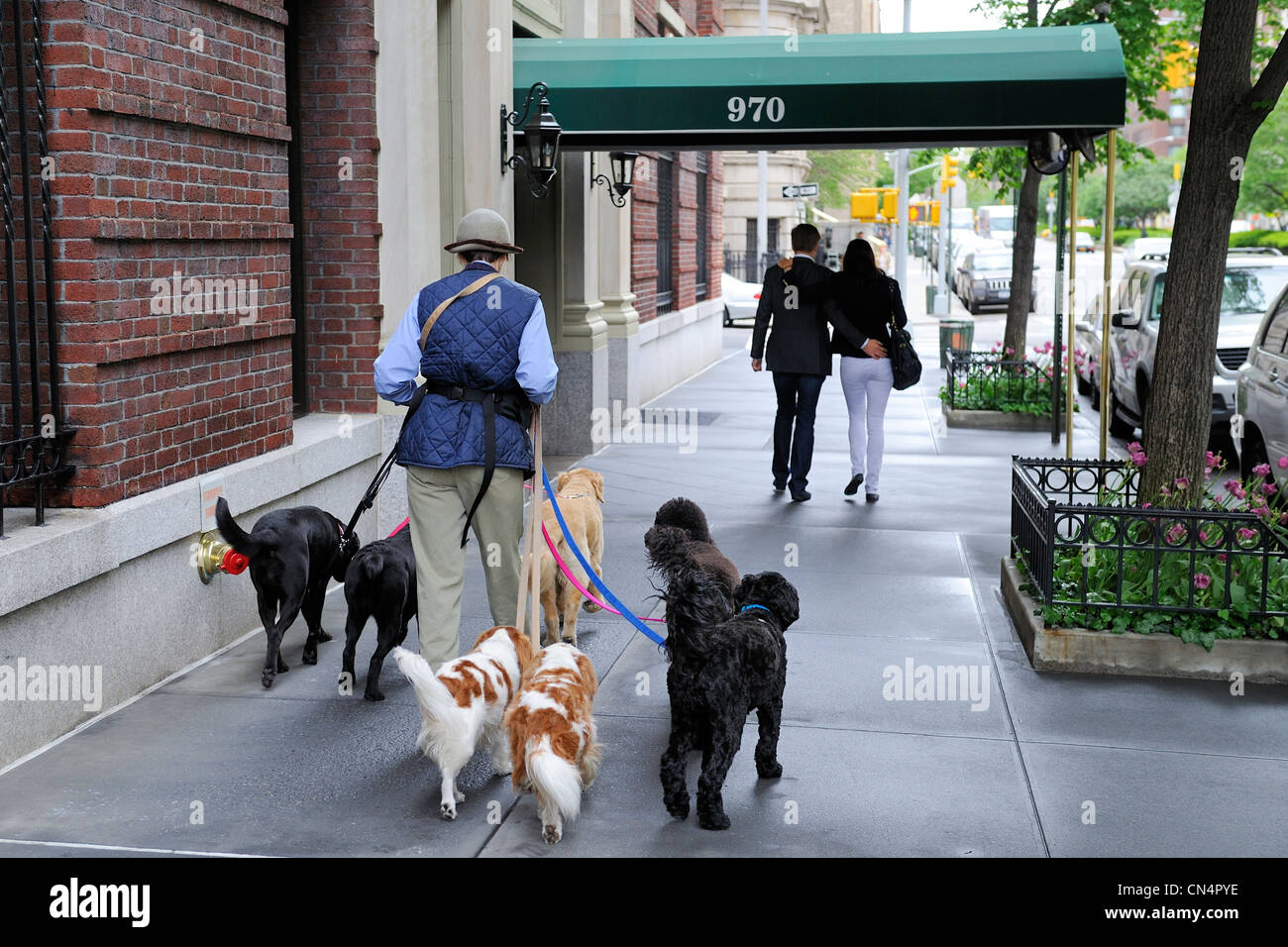 Stati Uniti, New York, Manhattan Upper East Side, professional dog walker su Park Avenue Foto Stock