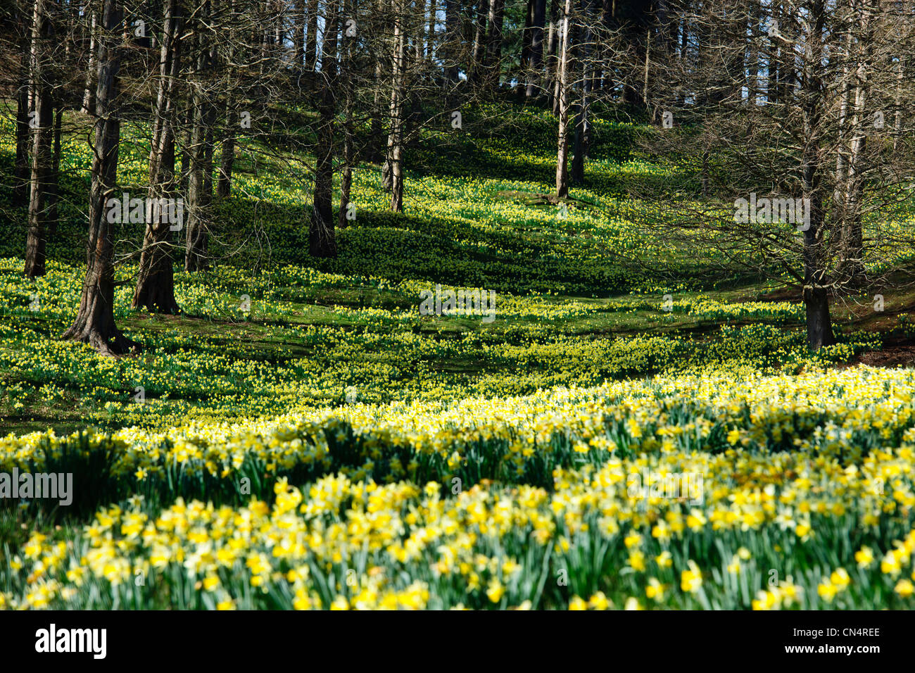 Windsor Great Park,Molla Daffodils Nana,Valley Gardens,la corona station wagon, Virginia Water,Berkshire, Regno Unito Foto Stock