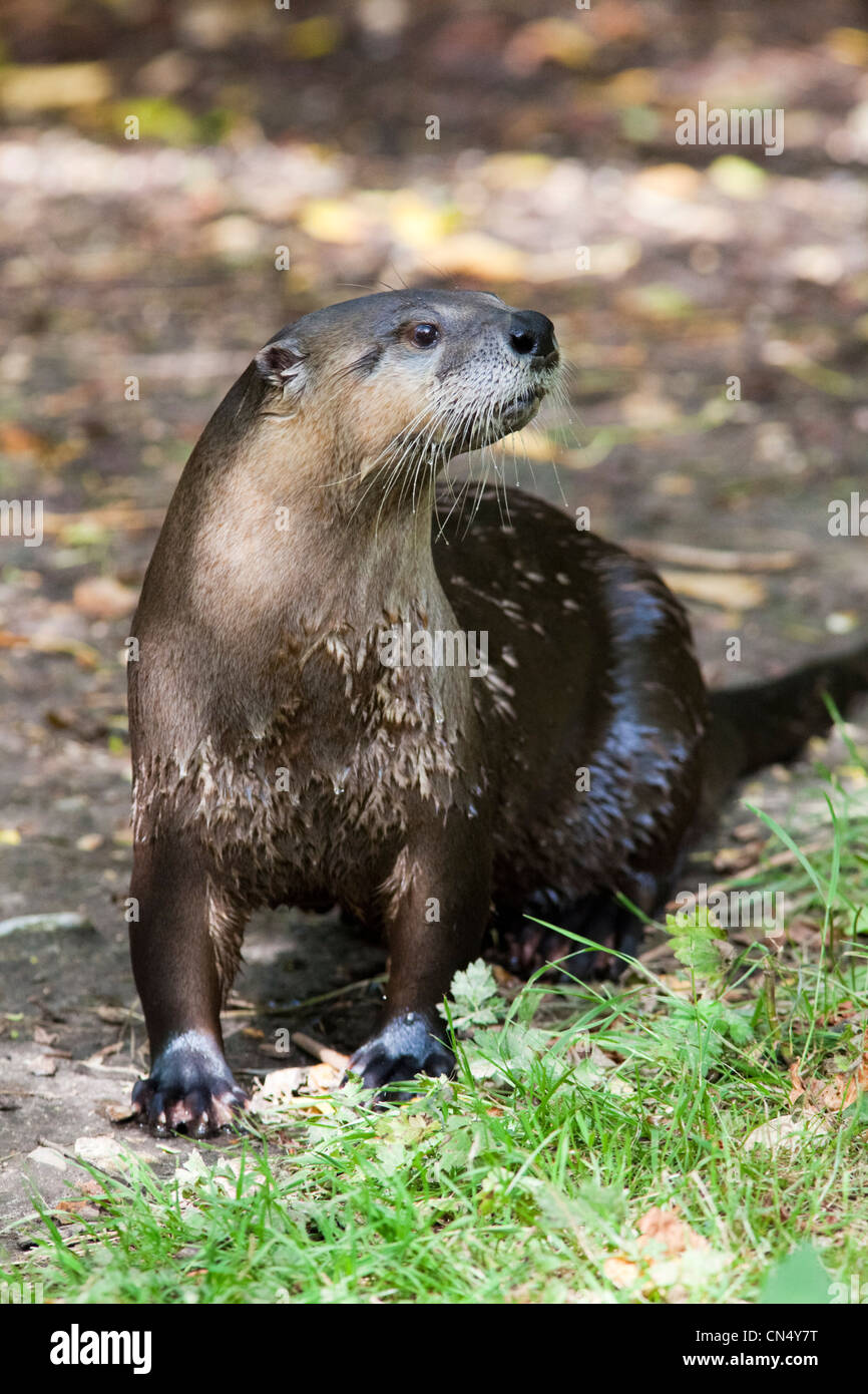 Nord America Lontra di fiume verticale - Lutra canadensis Foto Stock
