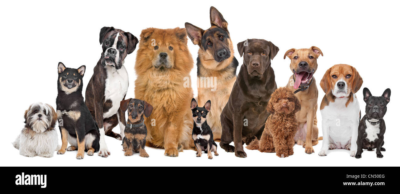 Gruppo di dodici cani seduti davanti a uno sfondo bianco Foto Stock