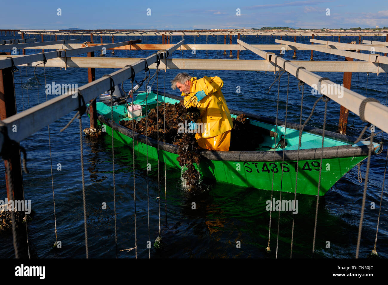 Francia, Herault, Bouzigues, Bassin de Thau, allevamento in sospensione su funi in oyster park Foto Stock