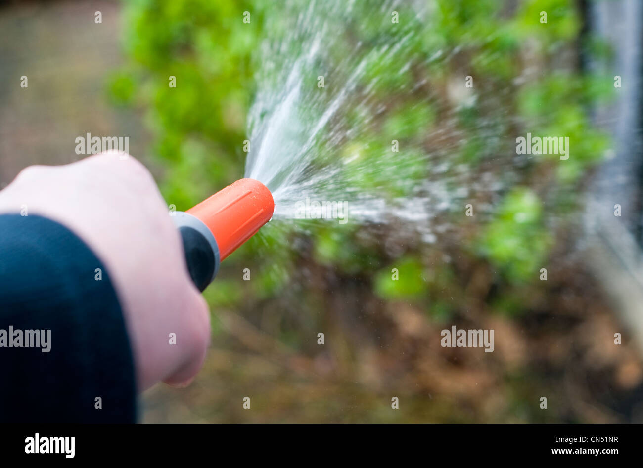 Qualcuno per irrigare il giardino con un tubo flessibile Foto Stock