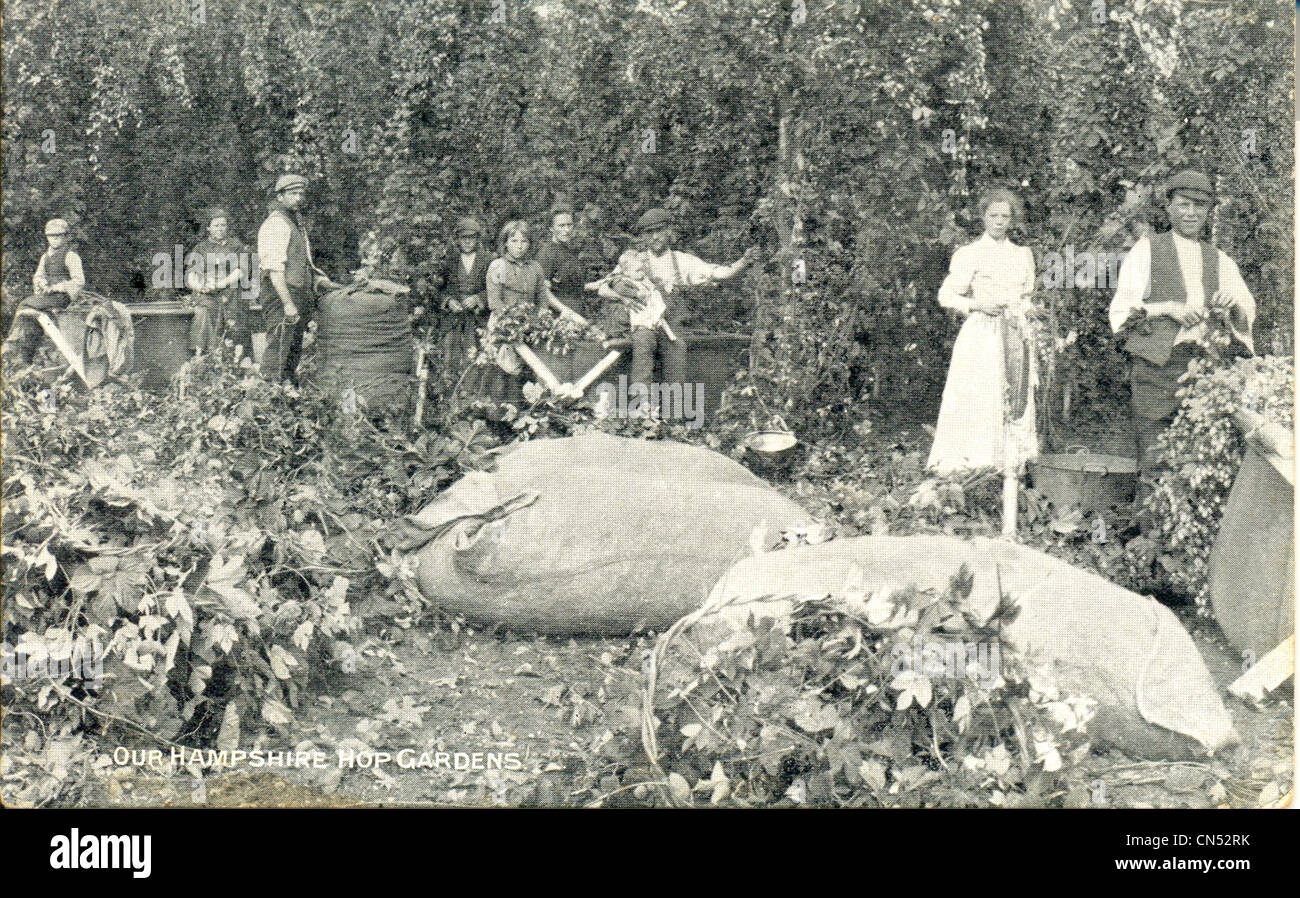 Cartolina di lavoratori in Hampshire Hop Gardens circa 1905 Foto Stock