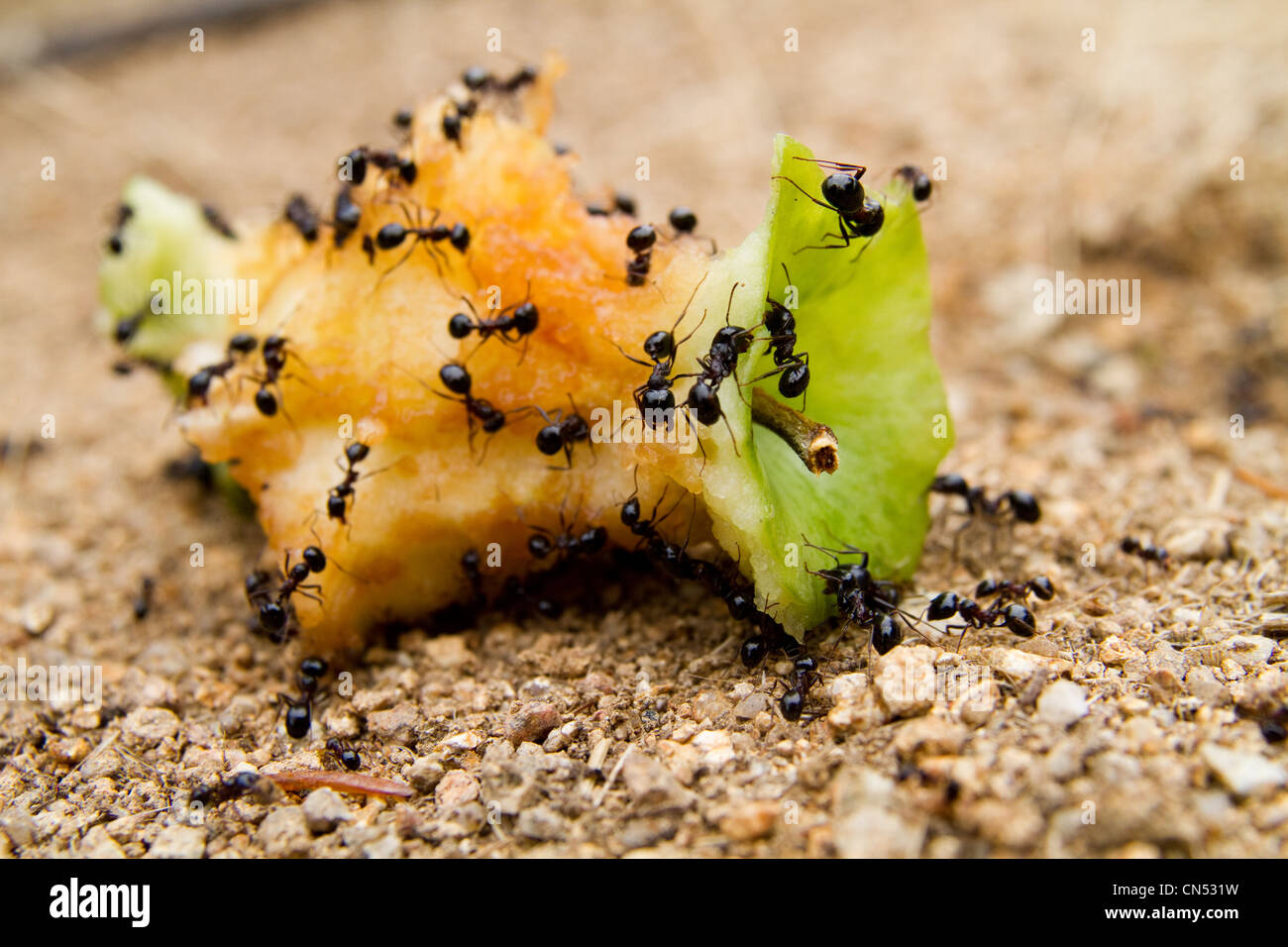Un gruppo di formiche nero mangiando un nucleo di Apple Foto Stock